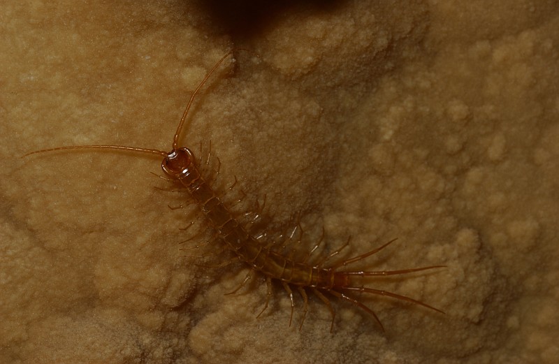 USA:UTAH:Utah Co.Timpanogos Cave National Monument, Middle Cave, Fault Lake (check to see if this is official name),N 40.43781 W 111.711782039 m2 October 2003,C. R. Nelson#7788. Arthropoda: Chilopoda: centipede, yellowish.  In situ, in the cave, on cave velvet.
